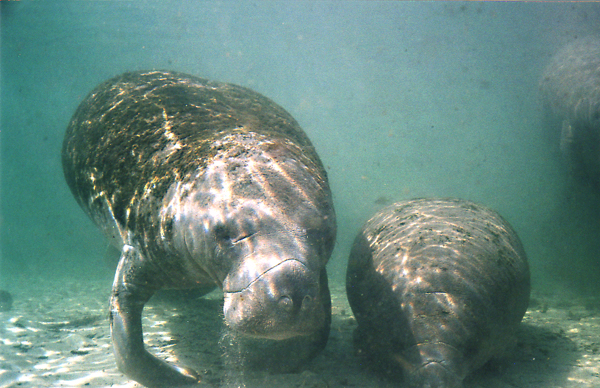 Crystal River Manatee